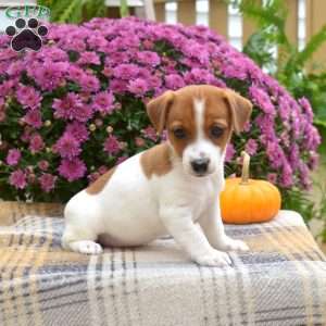 Linda, Jack Russell Terrier Puppy