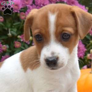 Linda, Jack Russell Terrier Puppy