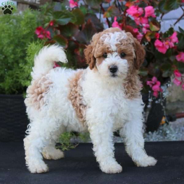 Linda, Mini Goldendoodle Puppy