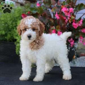Linda, Mini Goldendoodle Puppy