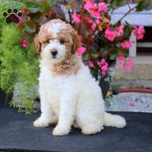 Linda, Mini Goldendoodle Puppy