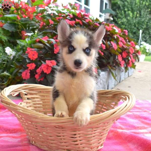 Lindy, Siberian Husky Puppy