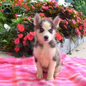Lindy, Siberian Husky Puppy