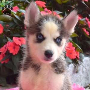 Lindy, Siberian Husky Puppy