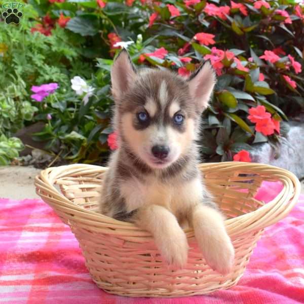 Linford, Siberian Husky Puppy