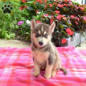 Linford, Siberian Husky Puppy