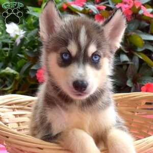Linford, Siberian Husky Puppy
