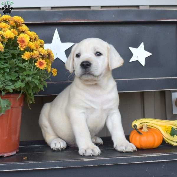 Linguini, Yellow Labrador Retriever Puppy