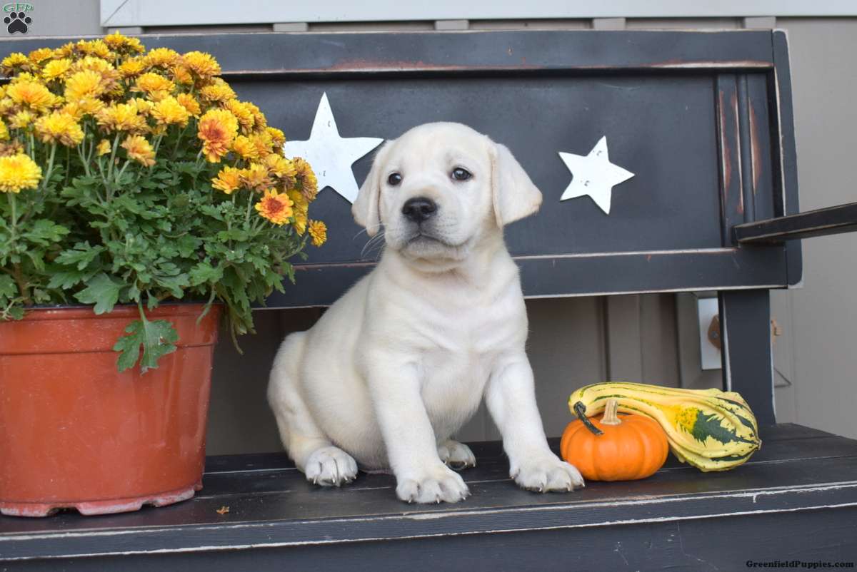 Linguini, Labrador Retriever