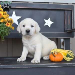 Linguini, Yellow Labrador Retriever Puppy