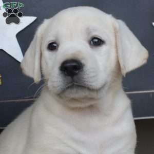 Linguini, Yellow Labrador Retriever Puppy