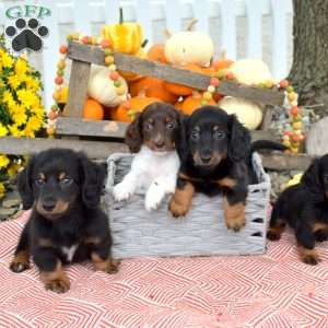 Nitro – Mini, Dachshund Puppy