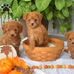 Ariel, Toy Poodle Puppy