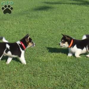 Harley, Shiba Inu Puppy