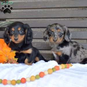 Timber, Dachshund Puppy