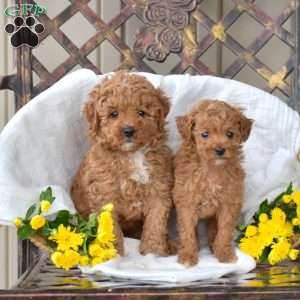 Faith, Toy Poodle Puppy