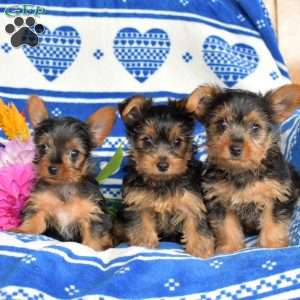 Captain, Yorkie Puppy