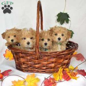 Amber, Maltipoo Puppy