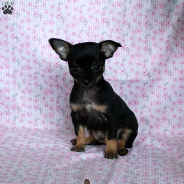 Little Chipper, Chihuahua Puppy