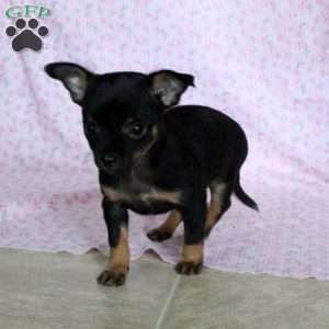 Little Chipper, Chihuahua Puppy