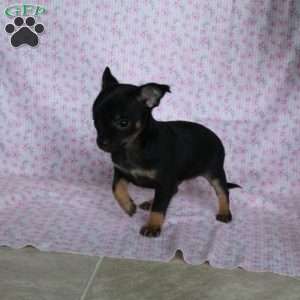 Little Chipper, Chihuahua Puppy