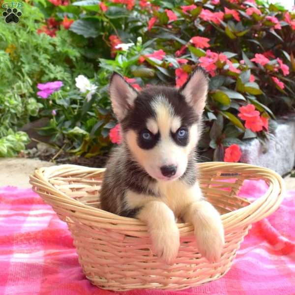 Liz, Siberian Husky Puppy