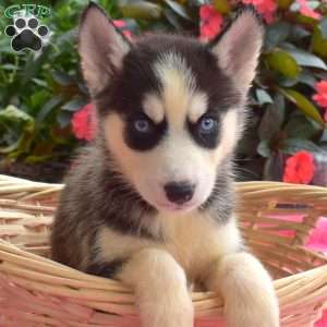 Liz, Siberian Husky Puppy