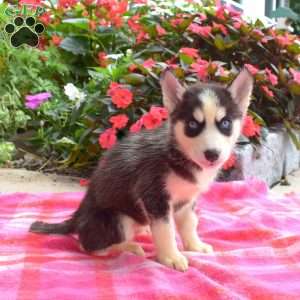 Liz, Siberian Husky Puppy