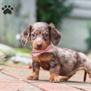 Lizzy, Dachshund Puppy