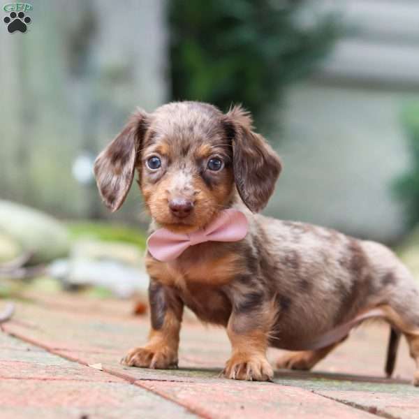 Lizzy, Dachshund Puppy