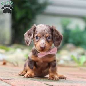 Lizzy, Dachshund Puppy