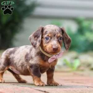 Lizzy, Dachshund Puppy