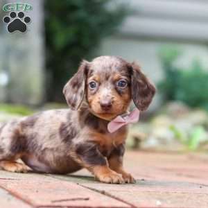 Lizzy, Dachshund Puppy
