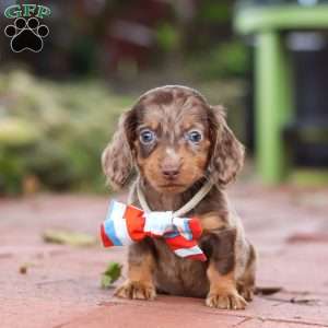 Logan, Dachshund Puppy