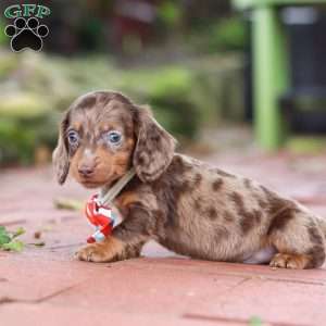 Logan, Dachshund Puppy