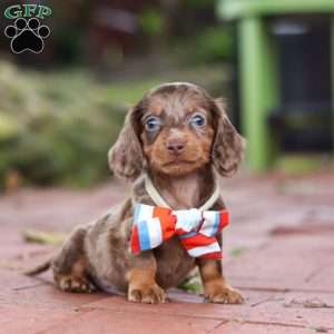 Logan, Dachshund Puppy