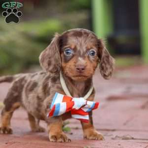 Logan, Dachshund Puppy