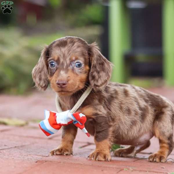 Logan, Dachshund Puppy