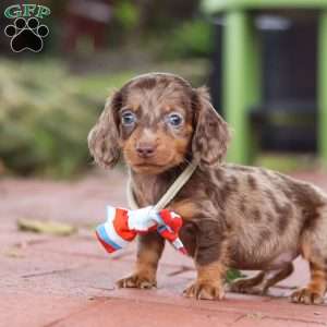 Logan, Dachshund Puppy