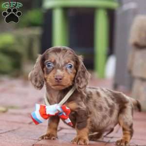 Logan, Dachshund Puppy