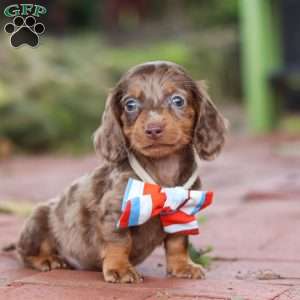 Logan, Dachshund Puppy