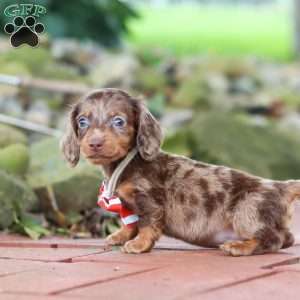 Logan, Dachshund Puppy
