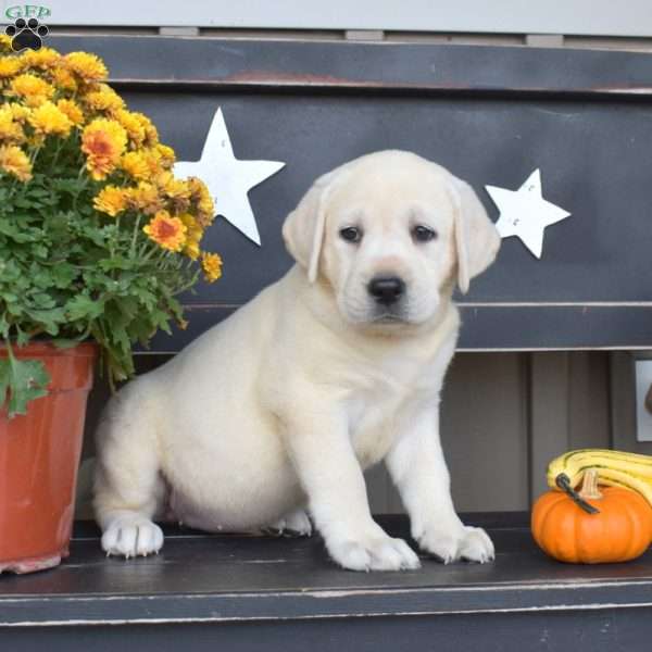 Lola, Yellow Labrador Retriever Puppy