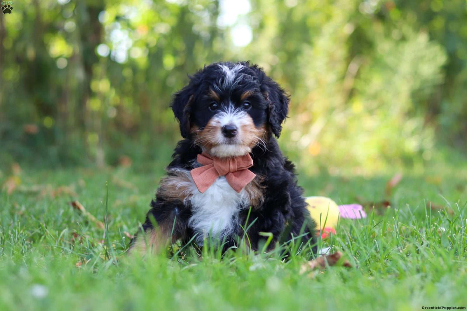Lonnie, Doodle / designer cross