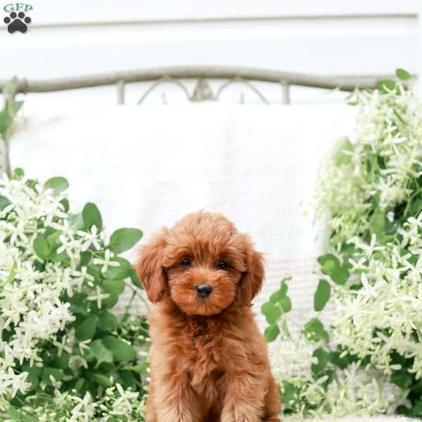 Lori  F1BB, Mini Goldendoodle Puppy