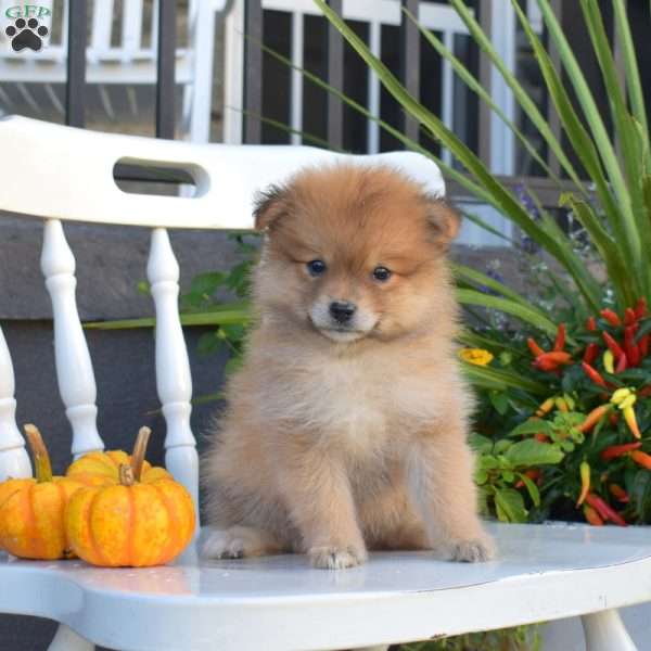 Louie, Pomeranian Puppy