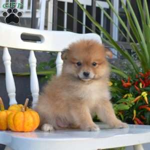 Louie, Pomeranian Puppy