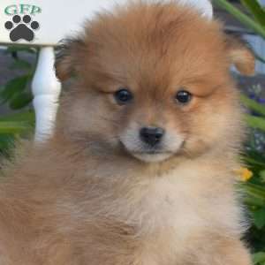 Louie, Pomeranian Puppy