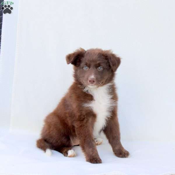 Lovato, Australian Shepherd Puppy