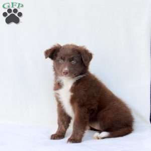 Lovato, Australian Shepherd Puppy